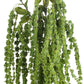 Green Amaranthus Stem