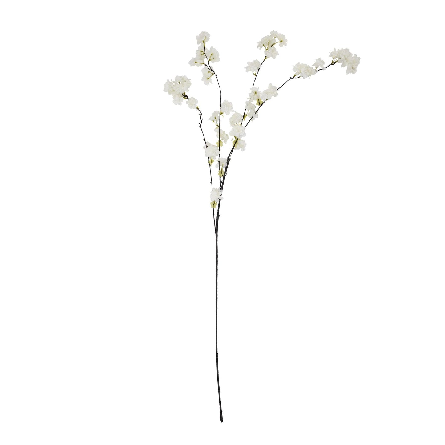 Tall White Blossom Stem