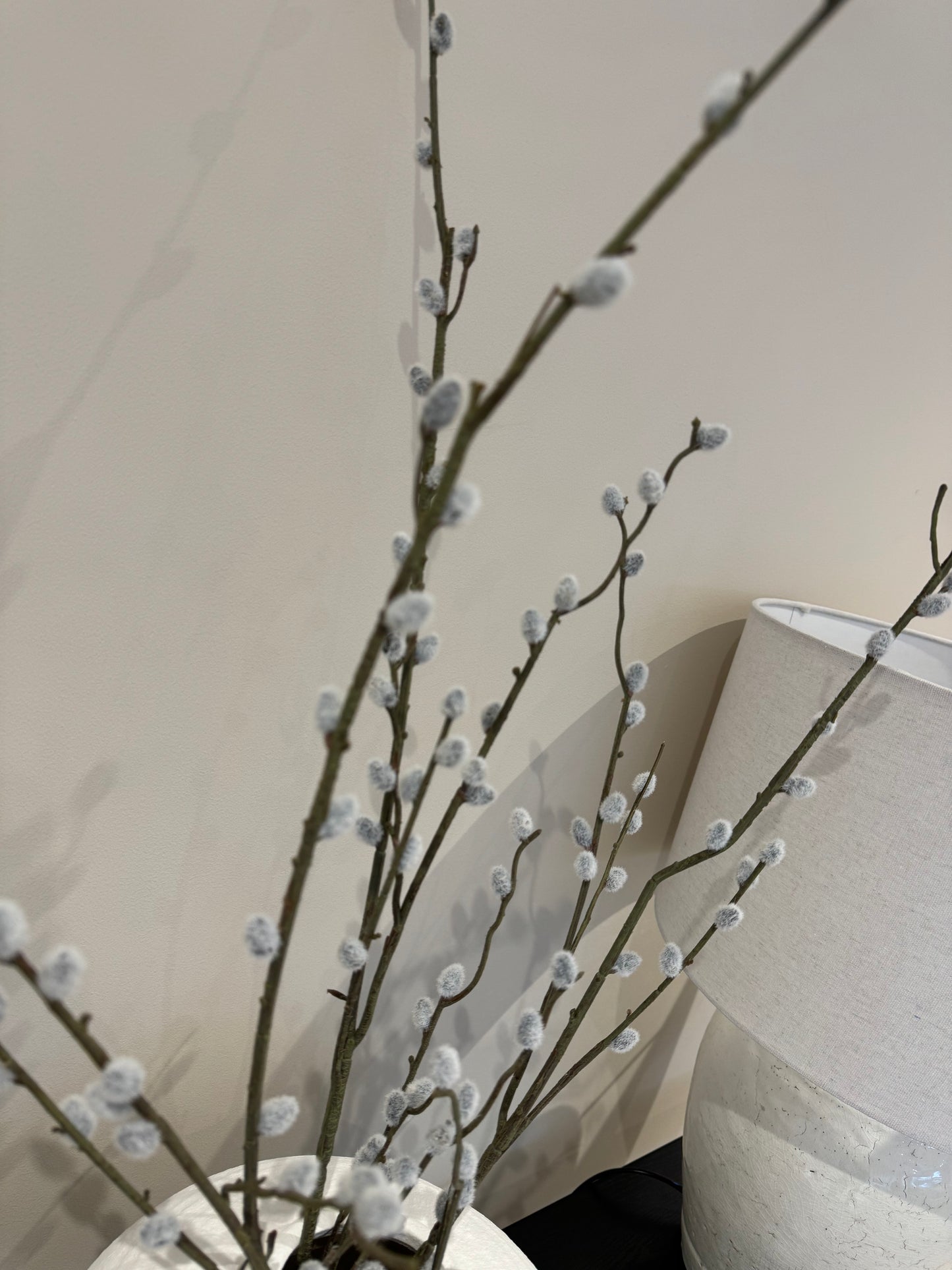 Pussy Willow Branch