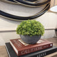 Small Hebe Globe In Pot