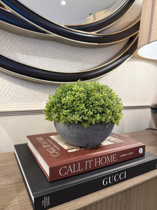 Small Hebe Globe In Pot