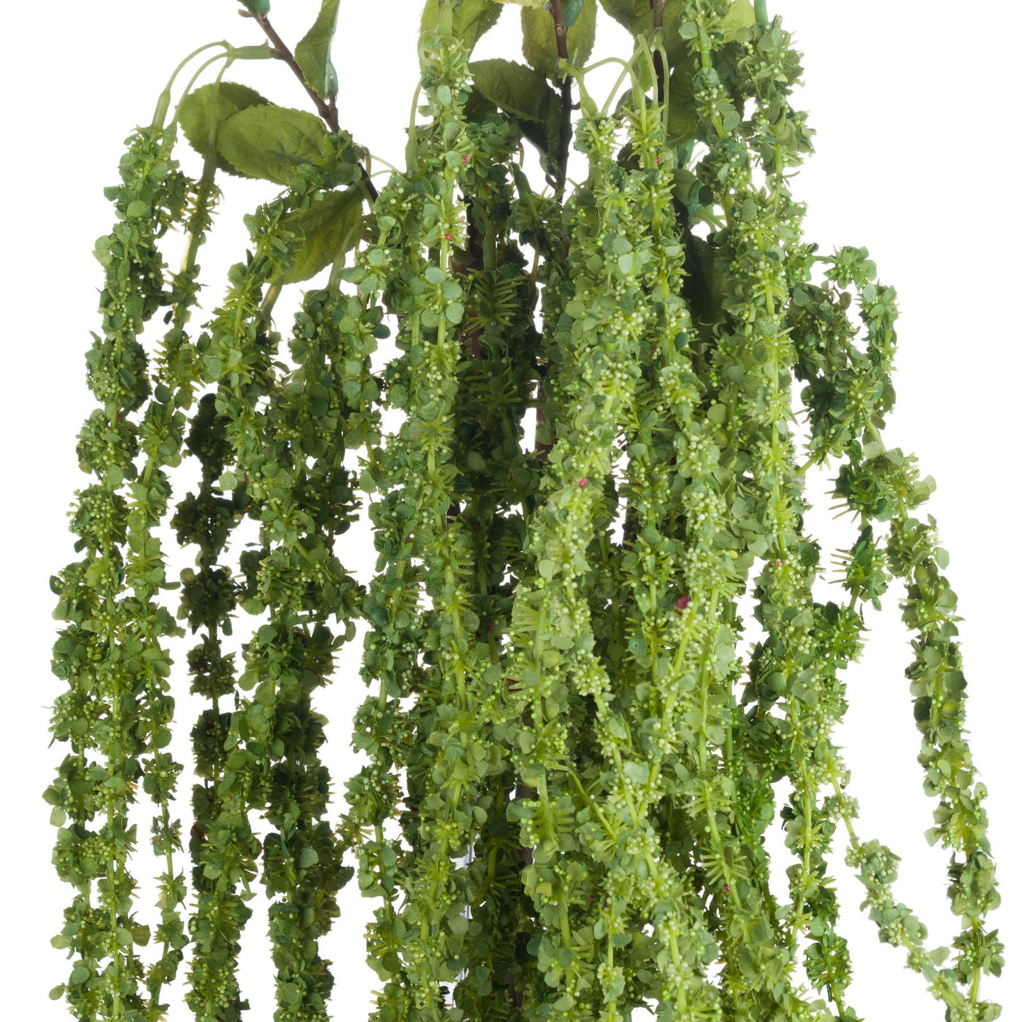 Green Amaranthus Stem