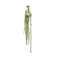 Green Amaranthus Stem