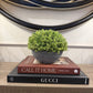 Small Hebe Globe In Pot