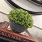 Small Hebe Globe In Pot
