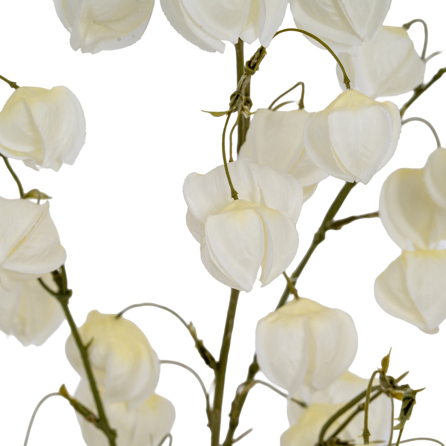 White Physalis Spray