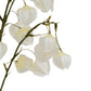 White Physalis Spray
