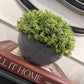 Small Hebe Globe In Pot