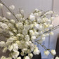 White Physalis Spray