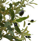 Edwin Medium Olive Tree