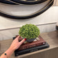 Small Hebe Globe In Pot