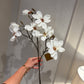 White Magnolia Stem