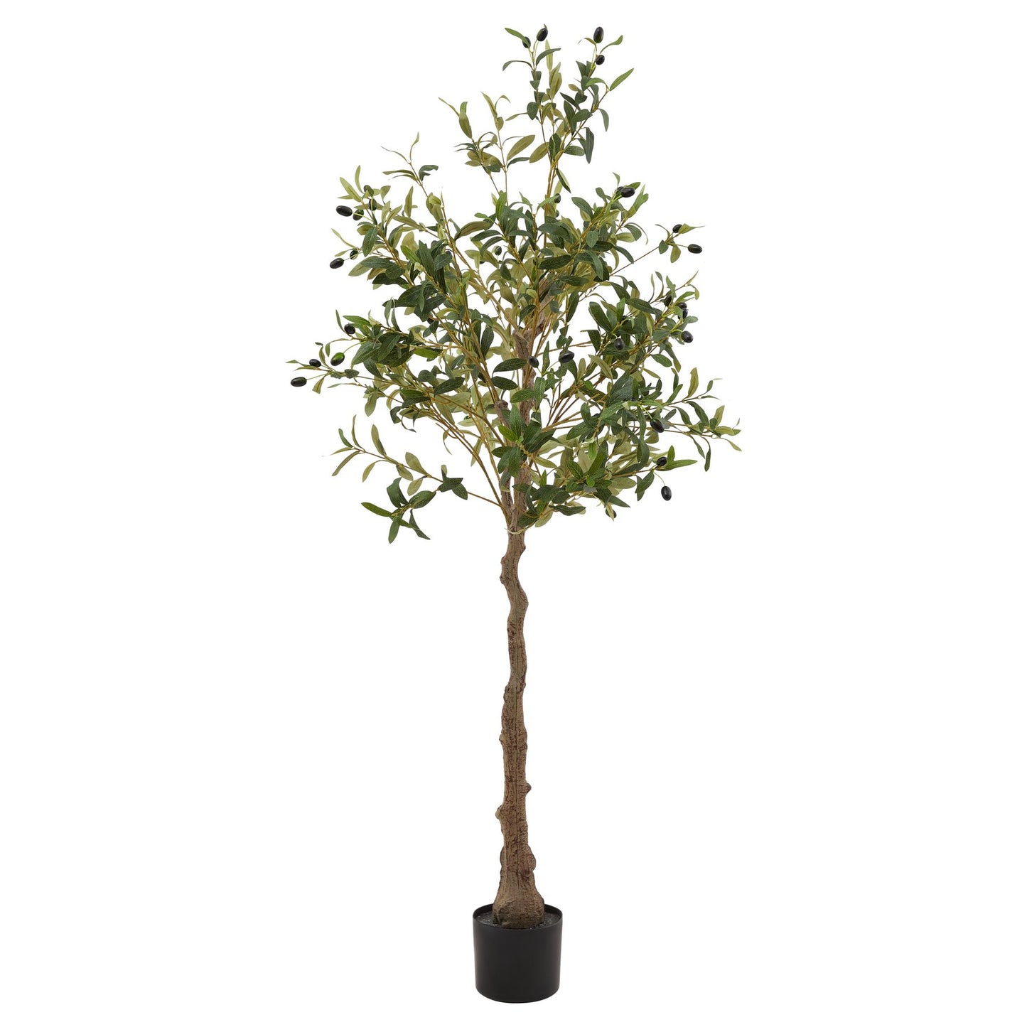 Edwin Medium Olive Tree