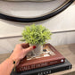 Small Bamboo Plant In Pot