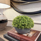Small Hebe Globe In Pot