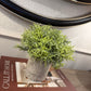 Small Bamboo Plant In Pot